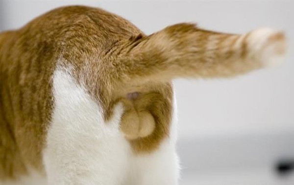 为什么把猫咪的蛋蛋割掉会使得猫咪的寿命增加