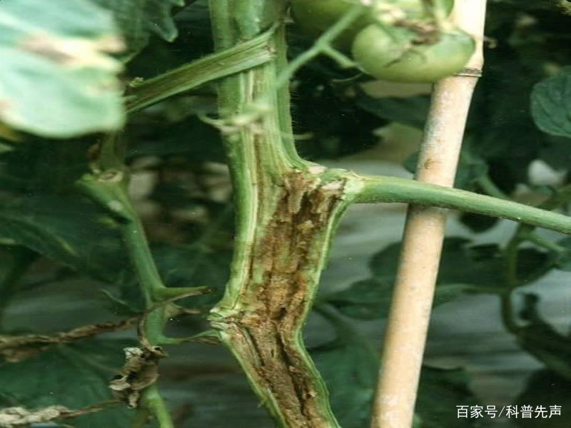 番茄溃疡病的发病症状都有哪些？该如何应对？