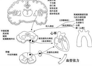 血管迷走神经性晕厥的治疗