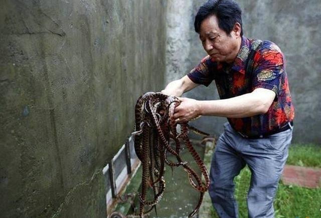 中国第一蛇村，最多一年养了多少条蛇呢？