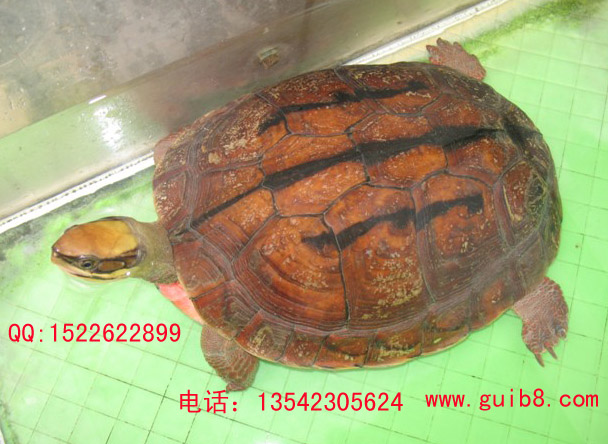 金钱龟图片