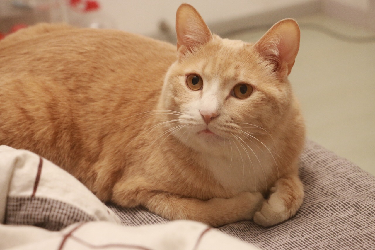 为什么把猫咪的蛋蛋割掉会使得猫咪的寿命增加