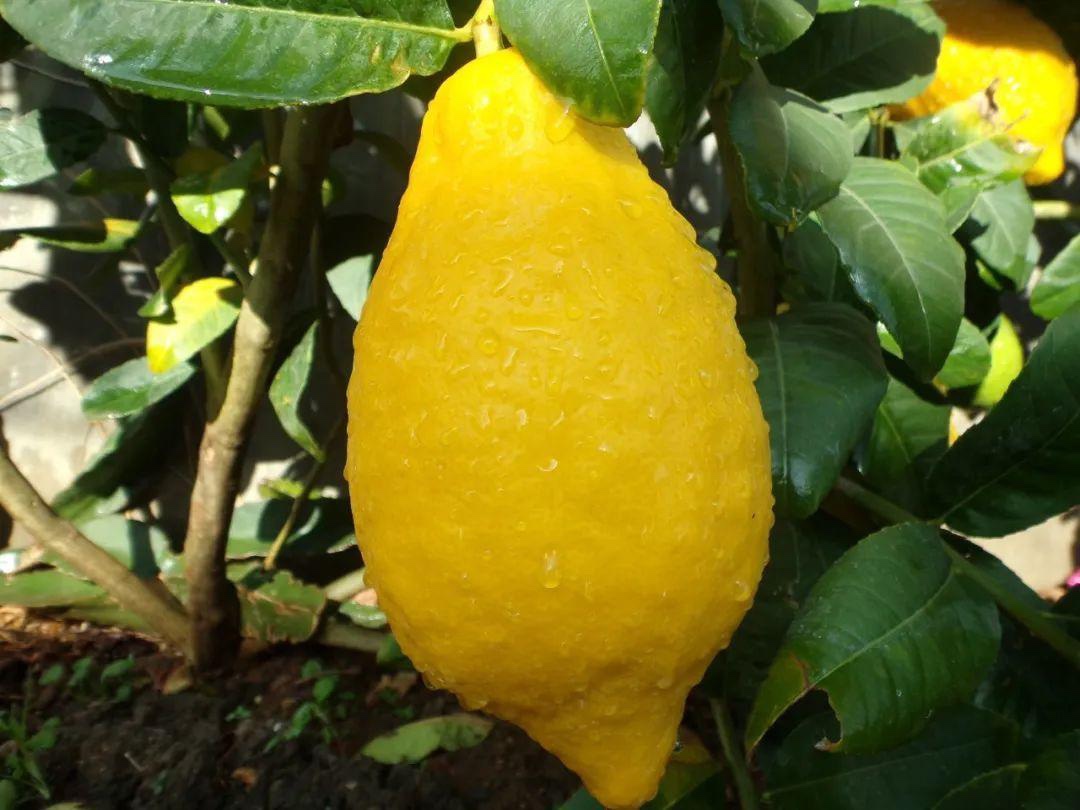枸橼是什么植物