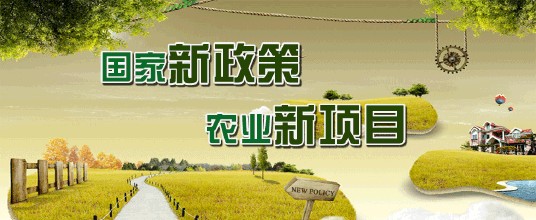 2019年农村政府扶持项目有哪些？