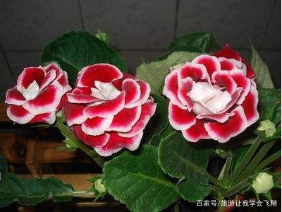 请问大岩桐开花以后花蔫了怎么处理掉？