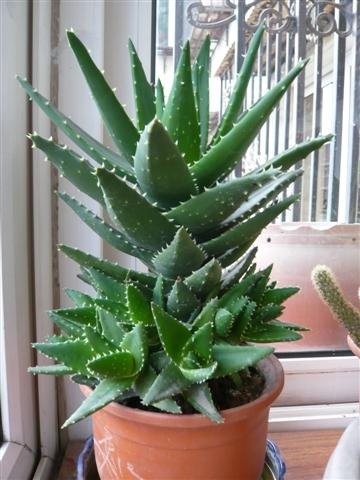 什么绿色植物除甲醛最好的