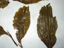 大叶茶属于什么茶红茶还是绿茶？