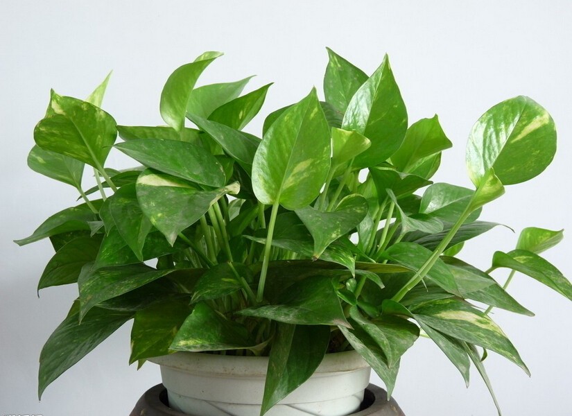 什么绿色植物除甲醛最好的