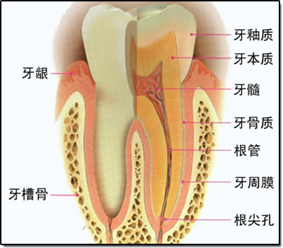 槽牙什么形状