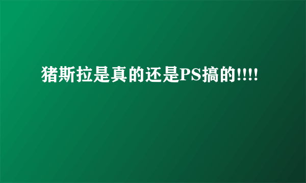 猪斯拉是真的还是PS搞的!!!!