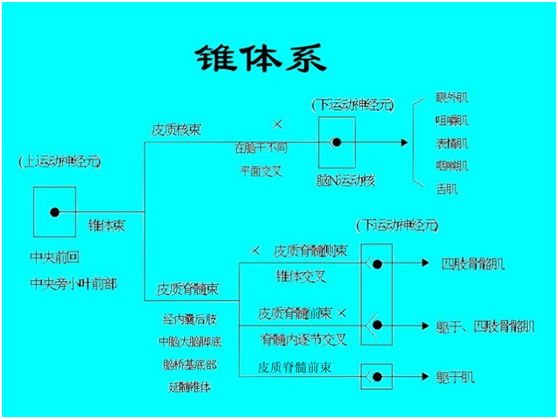 肢体瘫痪是怎么回事啊？