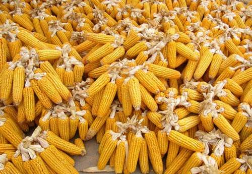 玉米价格每吨涨千元，玉米价格大幅度上涨的原因是什么？