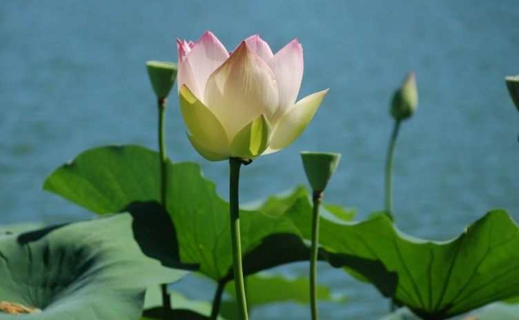 春夏秋冬各有什么花代表？