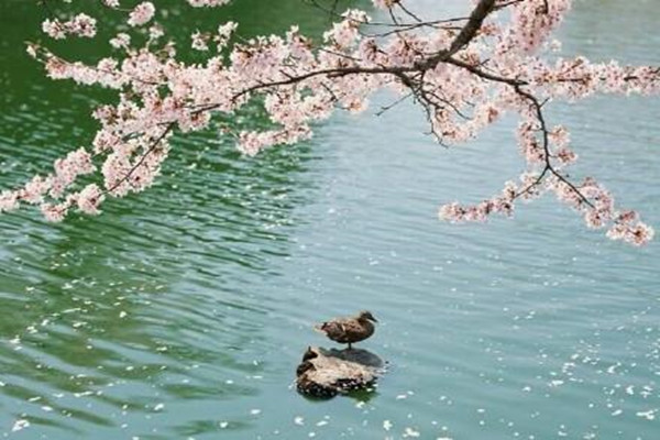 春江水暖鸭先知，“春江”，作者具体指的是哪条江？