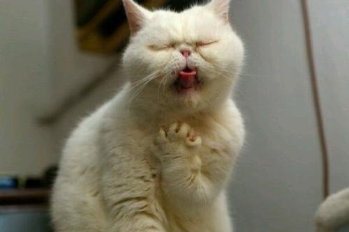 猫咪吃鱼的时候会被刺卡到吗?