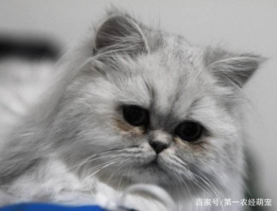哪种猫由于生理构造容易有泪痕？