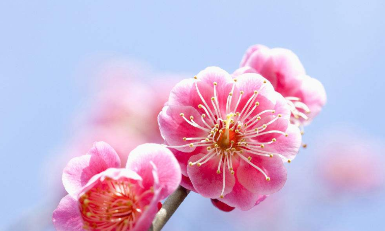 春夏秋冬各有什么花代表？