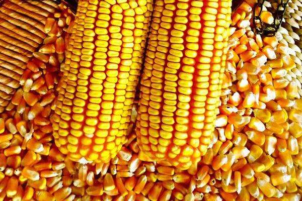 玉米价格每吨涨千元，玉米价格大幅度上涨的原因是什么？