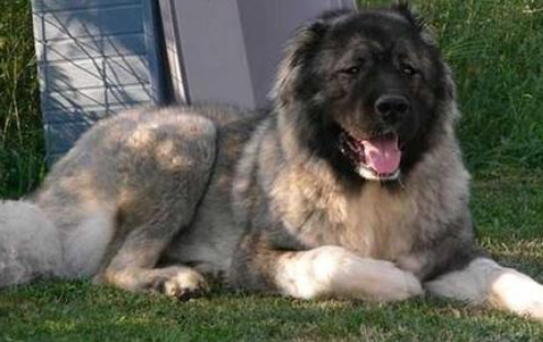 一般成年的高加索犬能长多大？