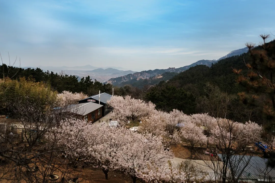 青岛12家景区免门票，都有哪些景区呢？