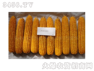 农大108的简介