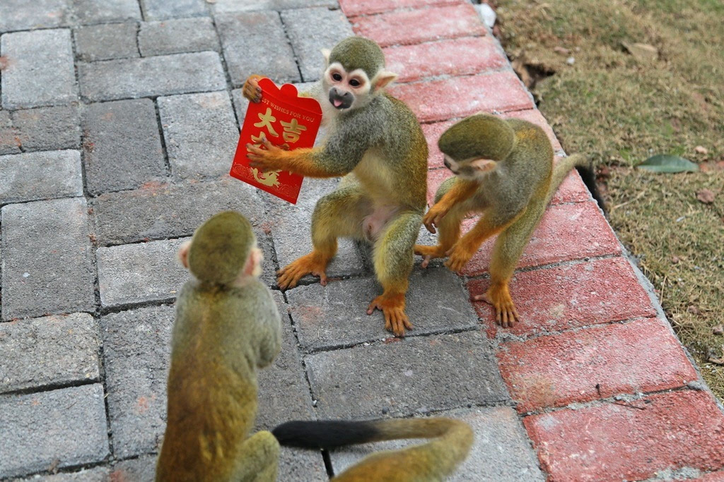 网传邯郸动物园猴子住绿藻污水池，该园如此不负责任是否该得到应有的惩罚？