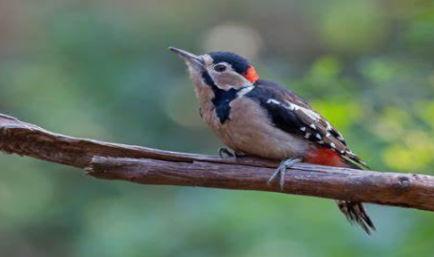 11. Human beings _______a lot to the birds and beasts who eat insects.