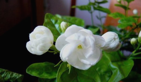 茉莉花怎么施肥，施什么肥