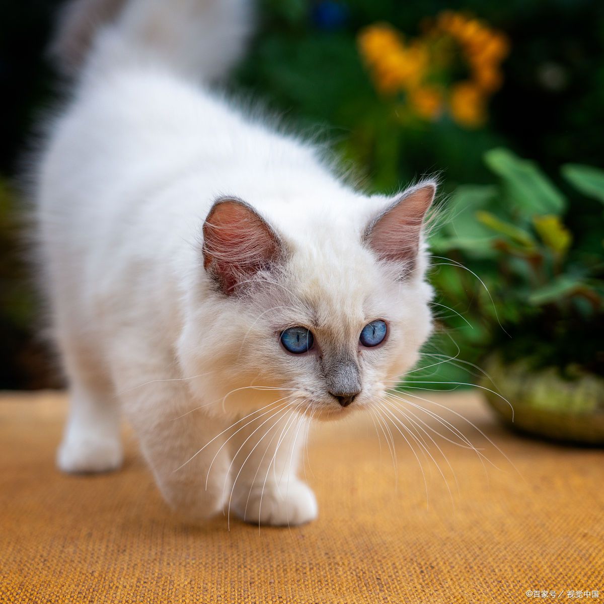 宠物猫抓伤了自己，如果不去医院处理伤口，等多久之后可以确定没事？
