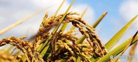 买大米，不是越贵越好，你知道要买哪种大米吗？
