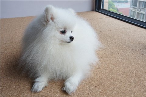 博美犬能吃哪些蔬菜