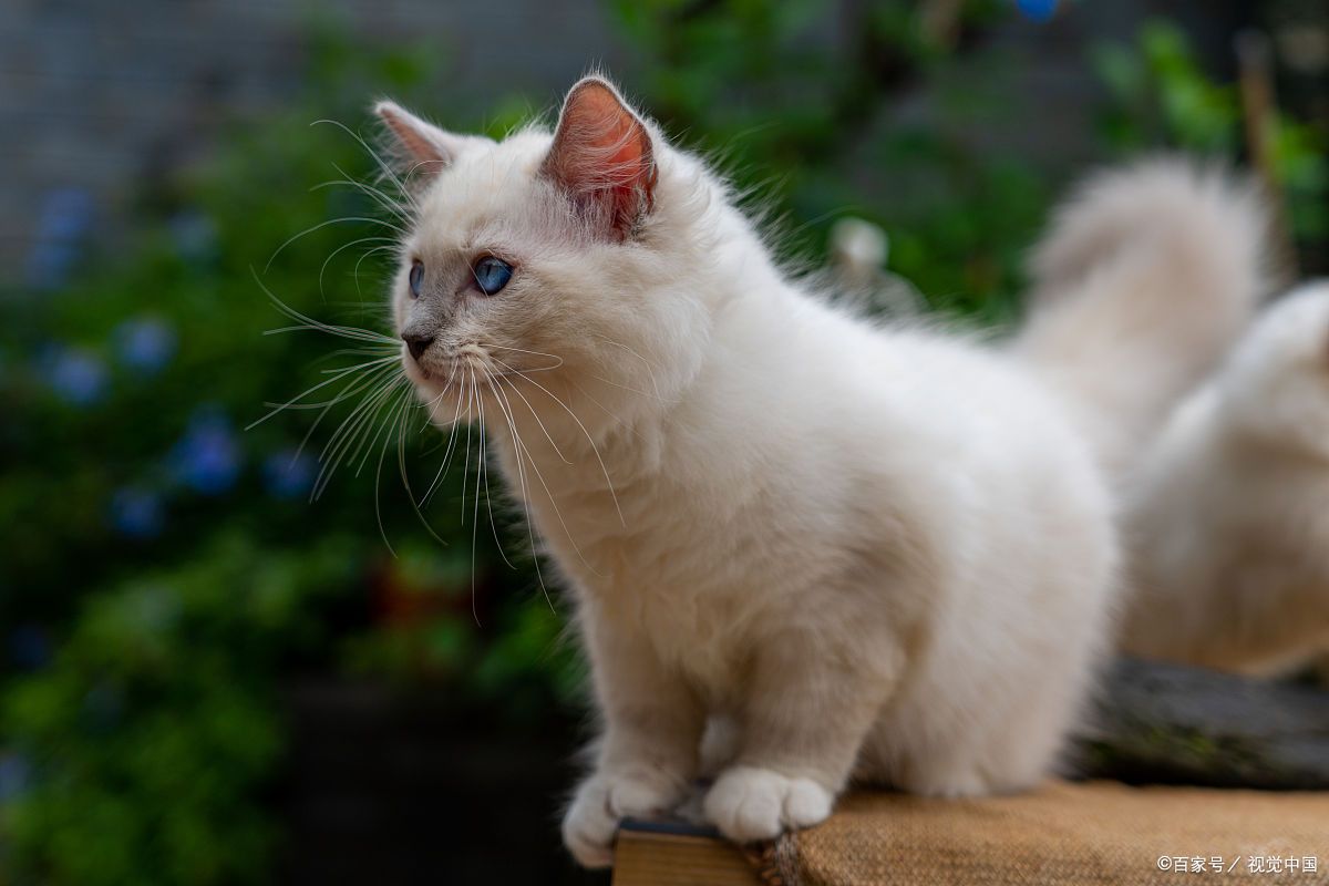 宠物猫抓伤了自己，如果不去医院处理伤口，等多久之后可以确定没事？