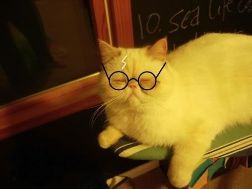 求一张猫咪的搞笑图片
