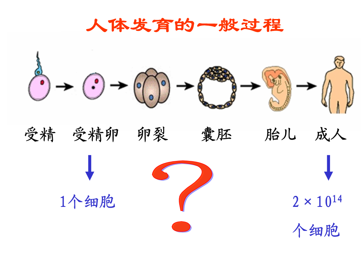 受精卵或非生命起始之说，有哪些书本上的认知被逐渐取代？