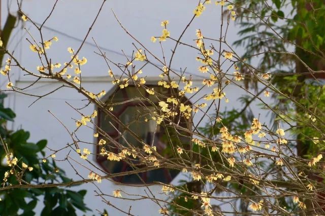 “梅花香自苦寒来”是出自哪首诗？谁写的？