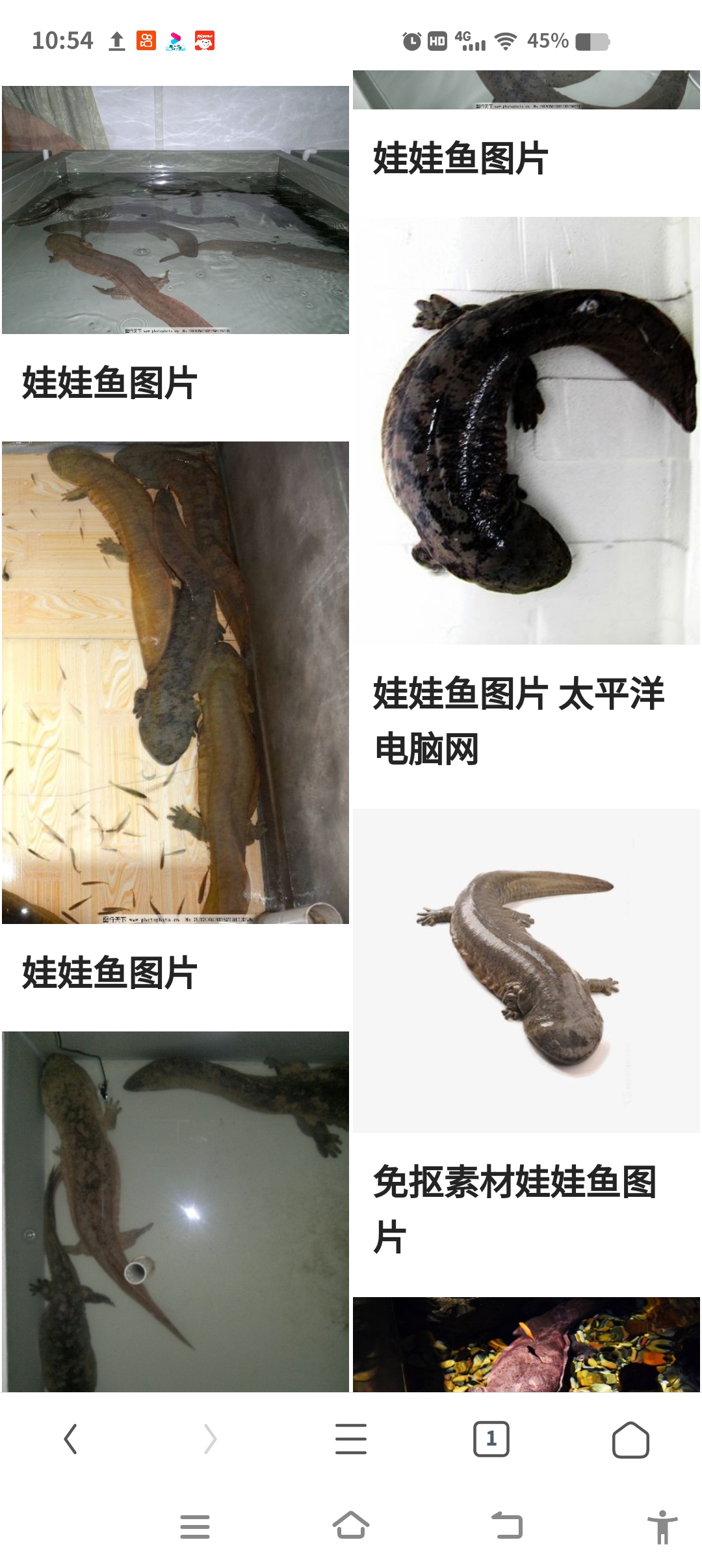什么是娃娃鱼娃娃鱼是什么？