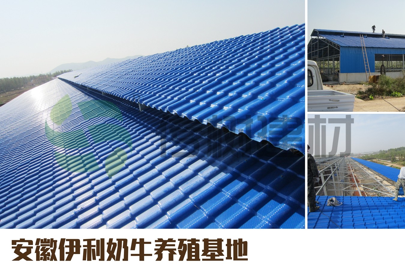 养牛养殖前景分析，能挣到钱吗