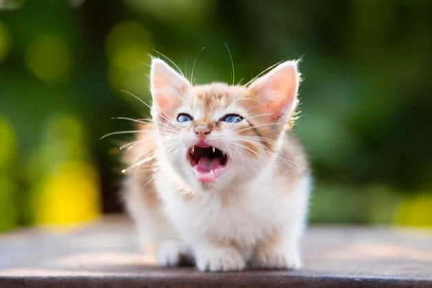 猫哈人是什么意思