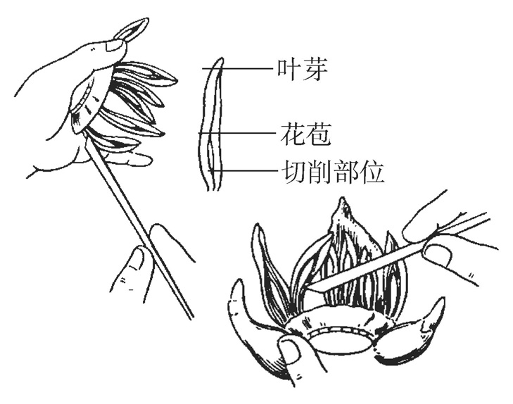 怎样雕刻水仙花