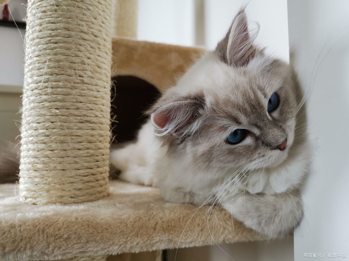 宠物猫抓伤了自己，如果不去医院处理伤口，等多久之后可以确定没事？
