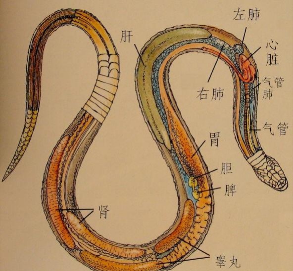 蛇的寿命究竟有多长？
