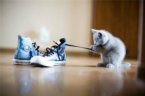求一张猫咪的搞笑图片