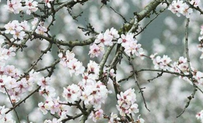 春天都有哪些花开？