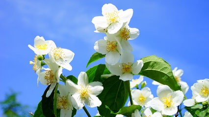 中国最好的茉莉花产地
