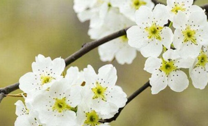 春天都有哪些花开？