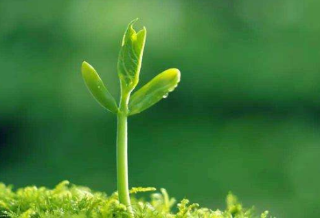 什么的草芽 填形容词