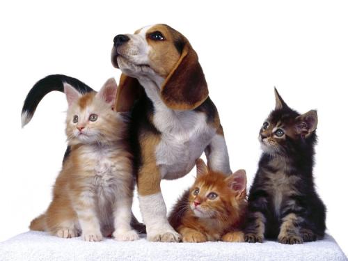 狗和猫谁打架厉害