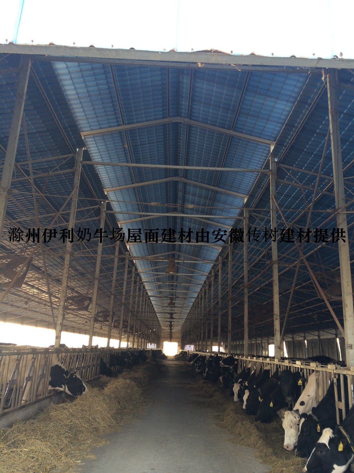 养牛养殖前景分析，能挣到钱吗