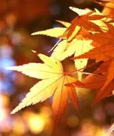 立秋是几号？