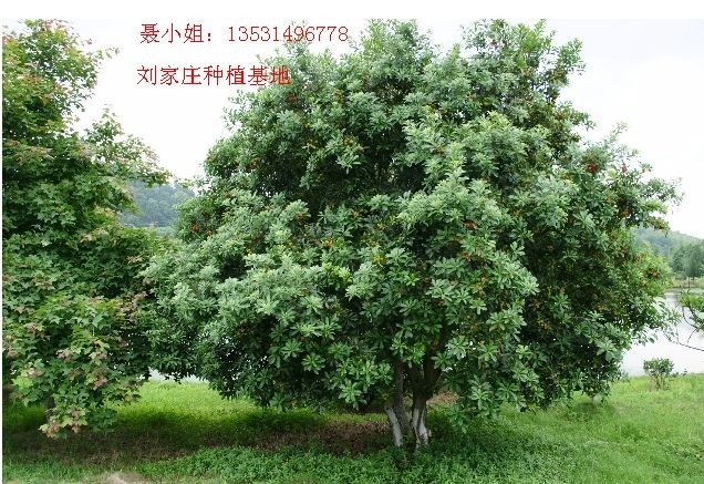 东魁杨梅树适合种植哪里？